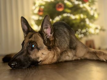 Luna in christmas