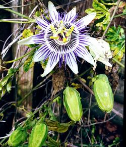 Close-up of purple flowers blooming outdoors