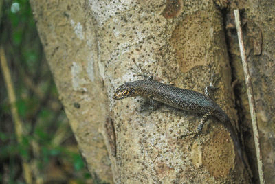 Close-up of lizard on tree trunk