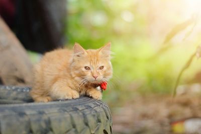 Close-up portrait of a cat