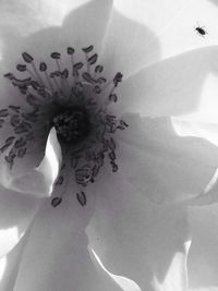 Full frame shot of flowers