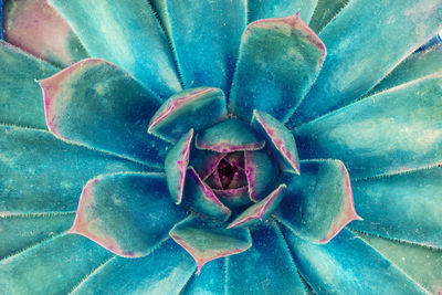 Close-up of succulent plant