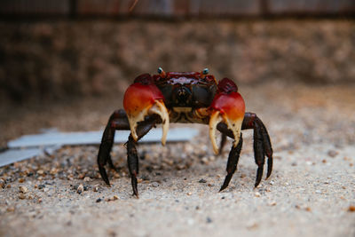 Close-up of crab on sand at beach