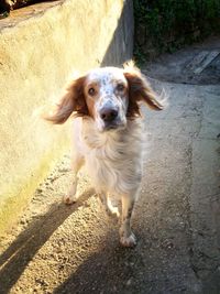 Portrait of dog standing in city