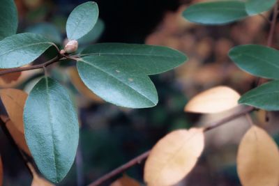 Close-up of fresh green leaves on plant