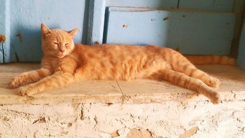 Portrait of cat lying on floor