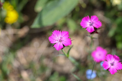 Close-up of pink flowering plant