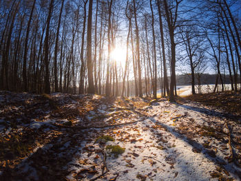 Trees in forest during winter