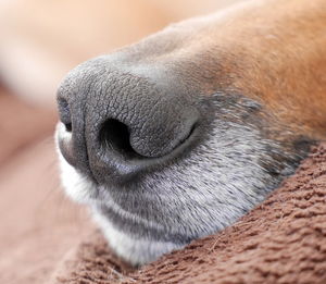 Close-up of a dog