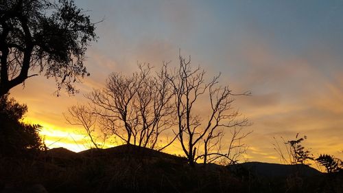 Low angle view of silhouette bare tree against sky during sunset