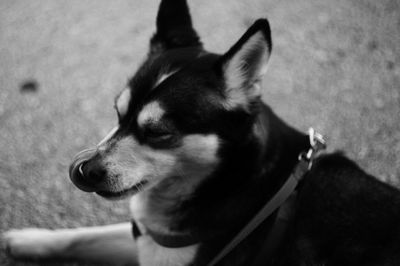 Close-up of a dog looking away