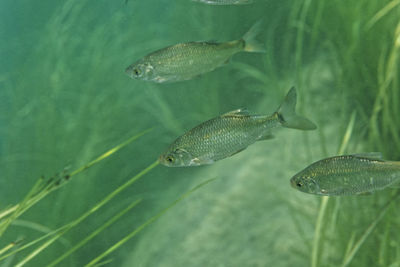 Shoal of fish on krka river