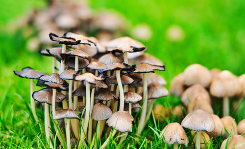 Close-up of mushrooms growing on field