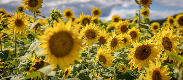 Close-up of sunflowers on field