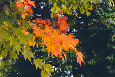 Close-up of orange maple leaves on plant