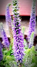 Close-up of purple flowering plant