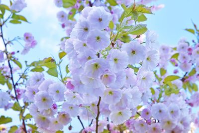 Close-up of pink flowers blooming in park