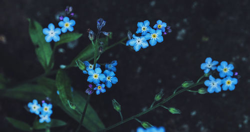 Close-up of blue flowering plant