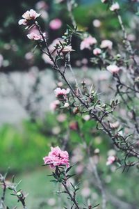 Close-up of pink flowers