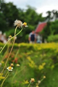 Close-up of dandelion flower in field