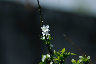 Close-up of white flowering plant