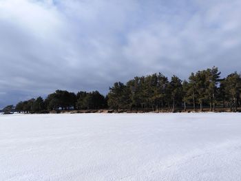 Trees on snow covered land against sky