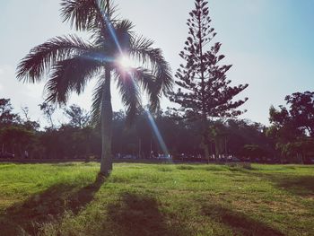 Trees on field against sky