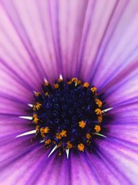 Macro shot of purple daisy flower