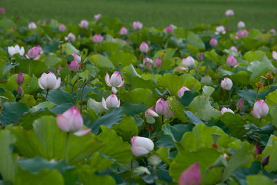 Close-up of fresh purple flowers in field