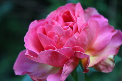 Close-up of pink rose blooming outdoors