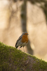 Close-up of bird perching on tree