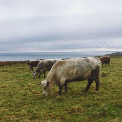 Cows grazing on field against sky