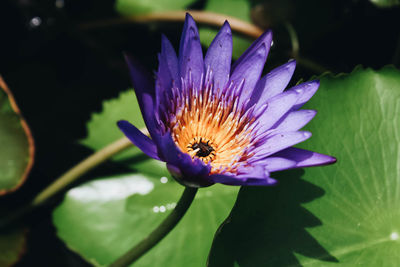 Close-up of purple water lily blooming outdoors