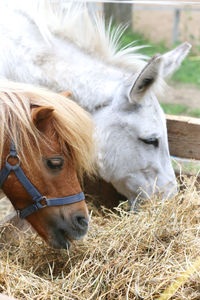 Close-up of a horse in the field