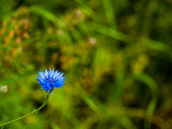 Close-up of purple flowering plant