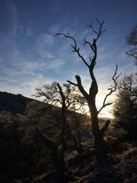 Silhouette tree against sky