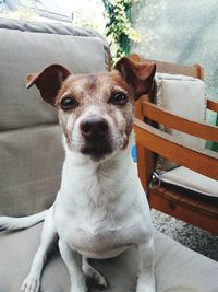Portrait of dog sitting on seat