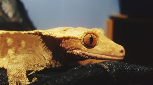 Close-up of lizard