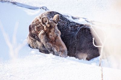 View of turtle in snow