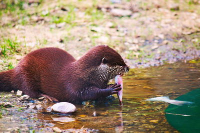 Close-up of snake eating in lake