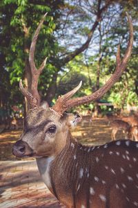 Deer in a forest