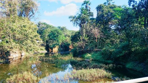 Scenic view of lake in forest against sky