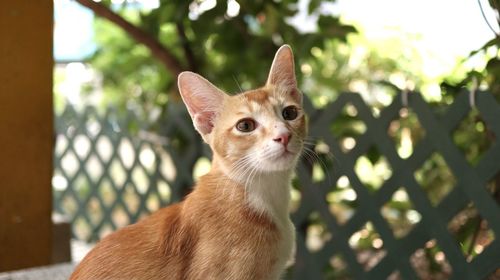 Close-up portrait of a cat