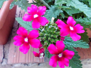 Close-up of pink flowers blooming outdoors