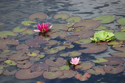 Close-up of lotus water lily in pond