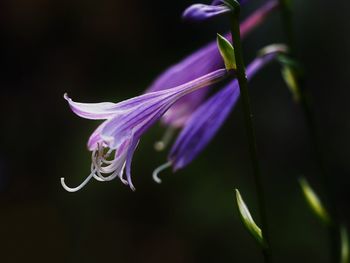 Close-up of purple flower blooming outdoors