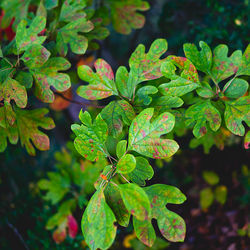 Close-up of fresh green plant