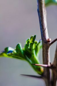 Close-up of succulent plant