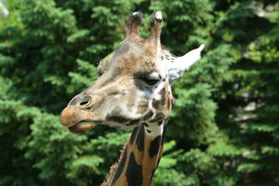 Low angle view of giraffe against trees