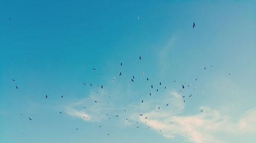 Flock of birds flying against blue sky